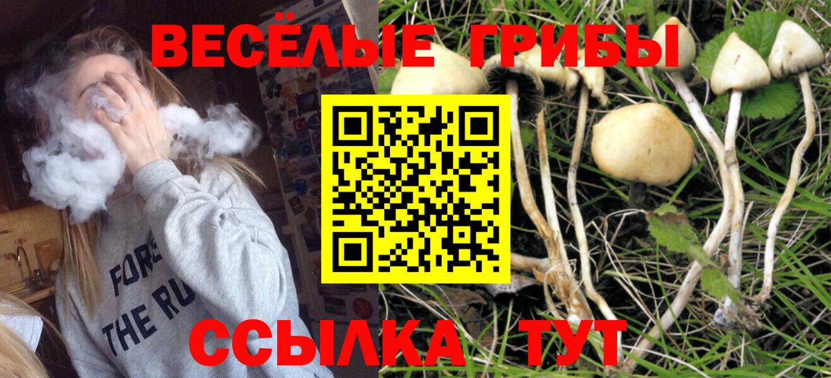 Бердск  Галлюциногенные грибы Psilocybe  Вход с VPN 